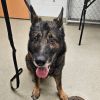 Ozzy - IN FOSTER photo 2