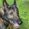 Ozzy - IN FOSTER photo 3