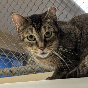 Broccoli-IN FOSTER, Adult Female unknown