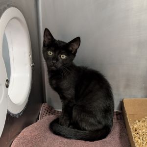 Prancer, Baby Male unknown