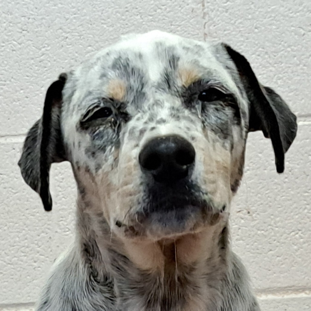 Ziva