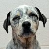 Ziva photo 1