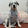 Ziva photo 2