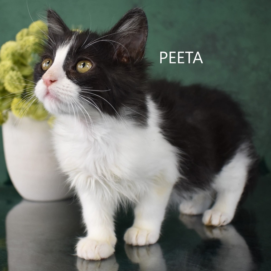 Peeta