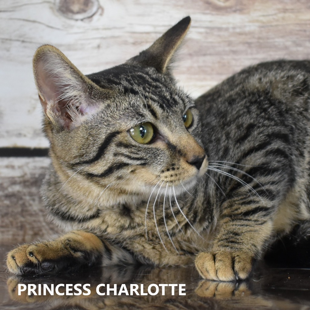 Princess Charlotte, an adoptable Domestic Short Hair in Yuma, AZ, 85365 | Photo Image 2