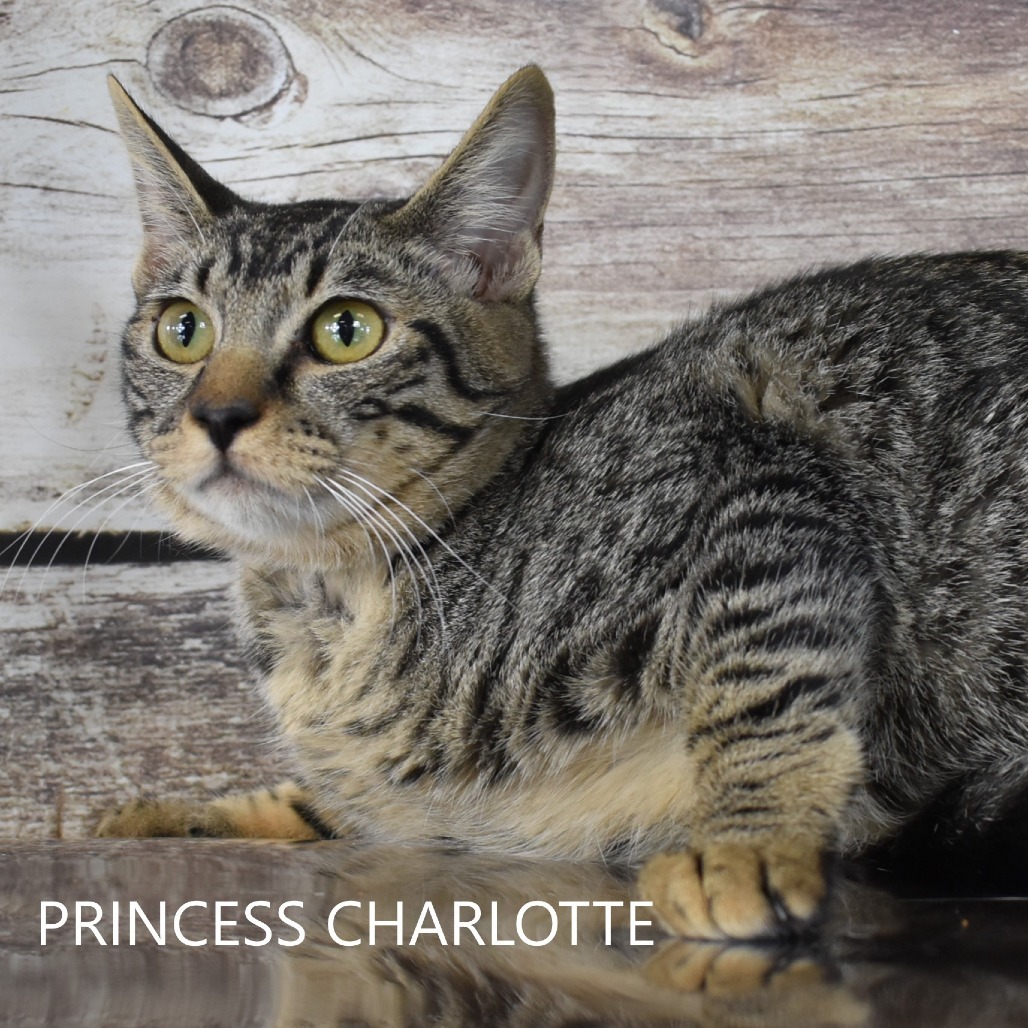 Princess Charlotte, an adoptable Domestic Short Hair in Yuma, AZ, 85365 | Photo Image 3