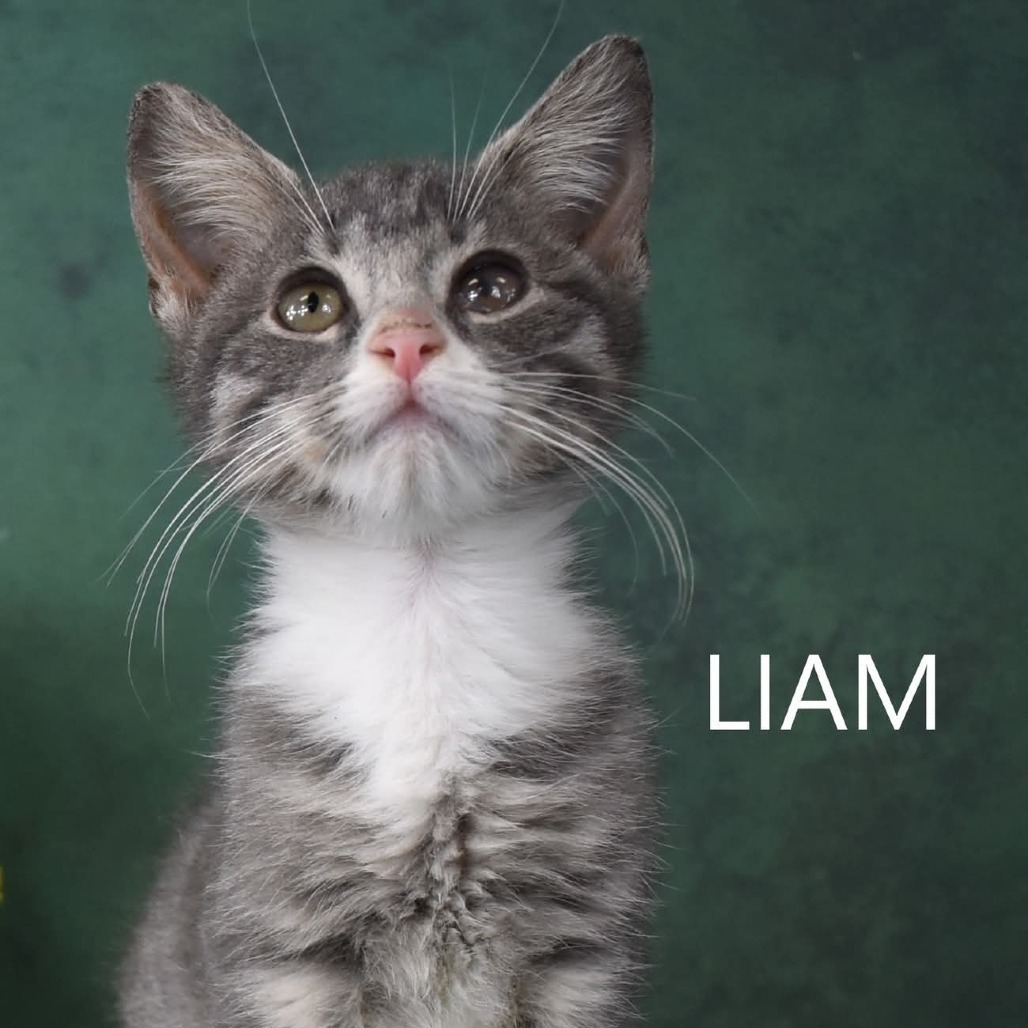 Liam