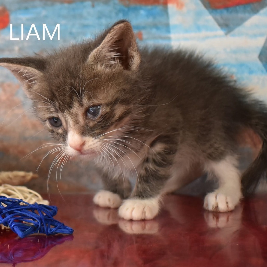 Liam
