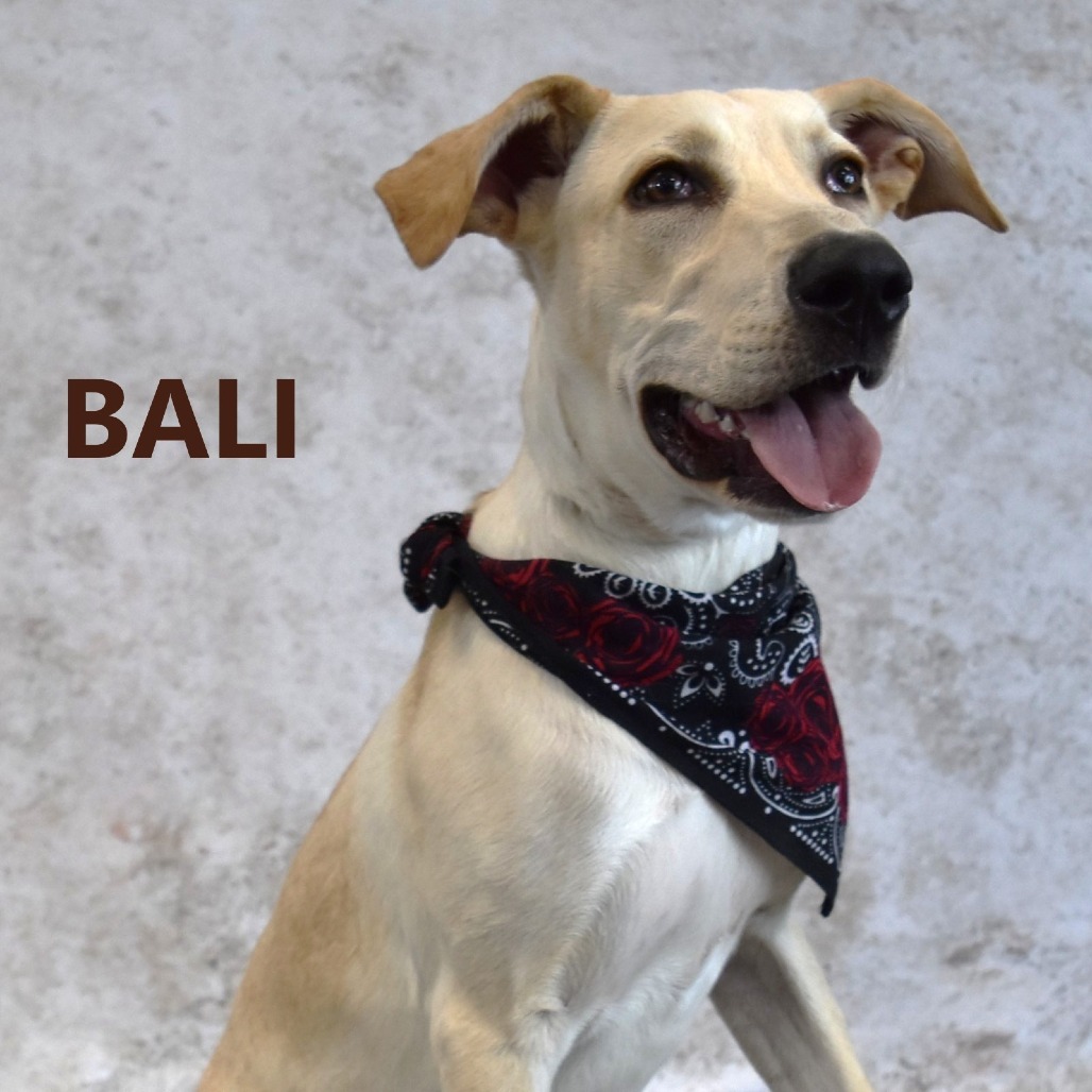 Bali