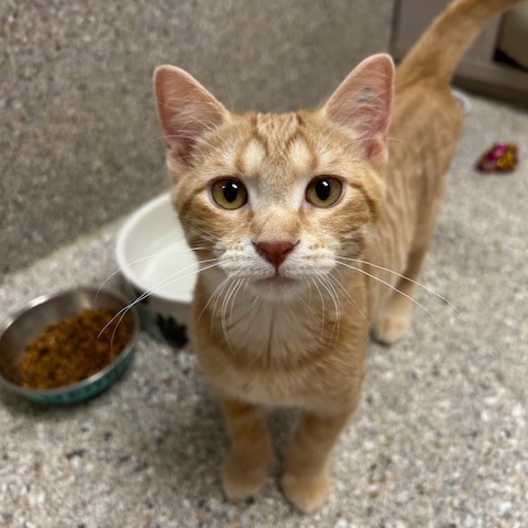 Crepe, an adoptable Domestic Short Hair in Detroit Lakes, MN, 56501 | Photo Image 1