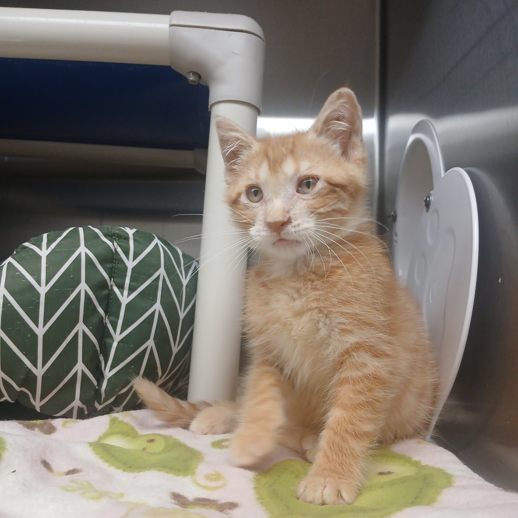 Crepe, an adoptable Domestic Short Hair in Detroit Lakes, MN, 56501 | Photo Image 2