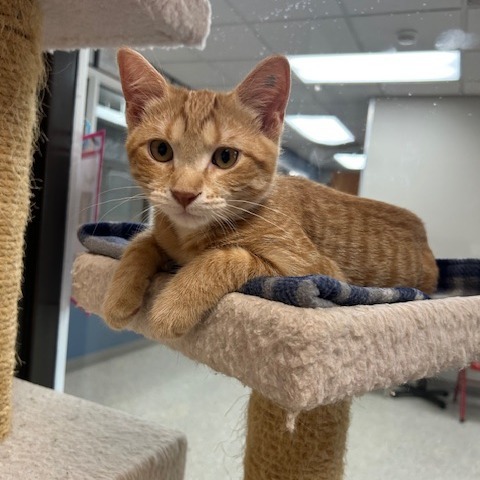 Crepe, an adoptable Domestic Short Hair in Detroit Lakes, MN, 56501 | Photo Image 3