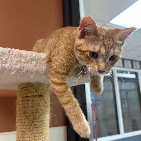 Crepe, an adoptable Domestic Short Hair in Detroit Lakes, MN, 56501 | Photo Image 4