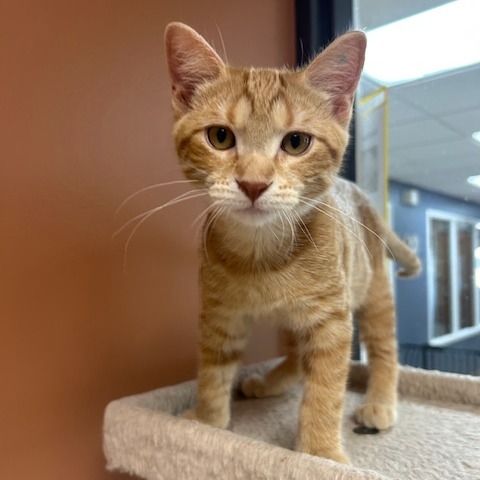 Crepe, an adoptable Domestic Short Hair in Detroit Lakes, MN, 56501 | Photo Image 5