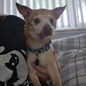 Buddy, Senior Male unknown