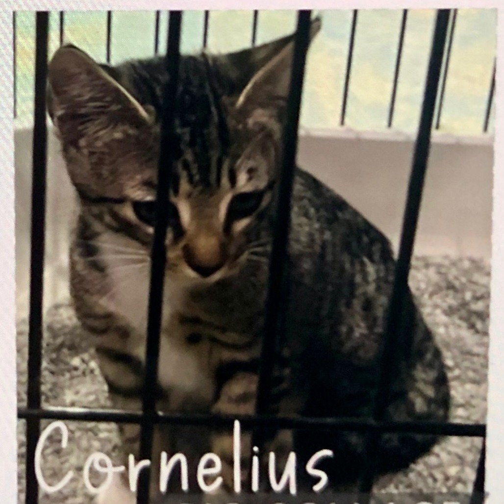 Cornelius