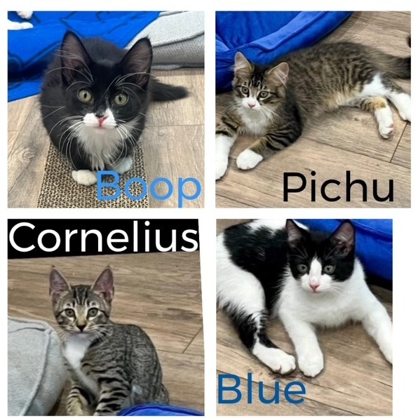 Cornelius