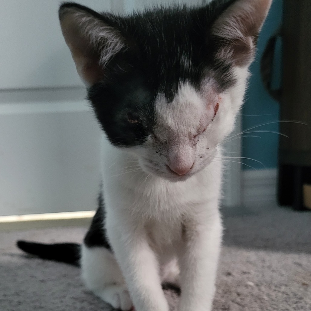 Harriet