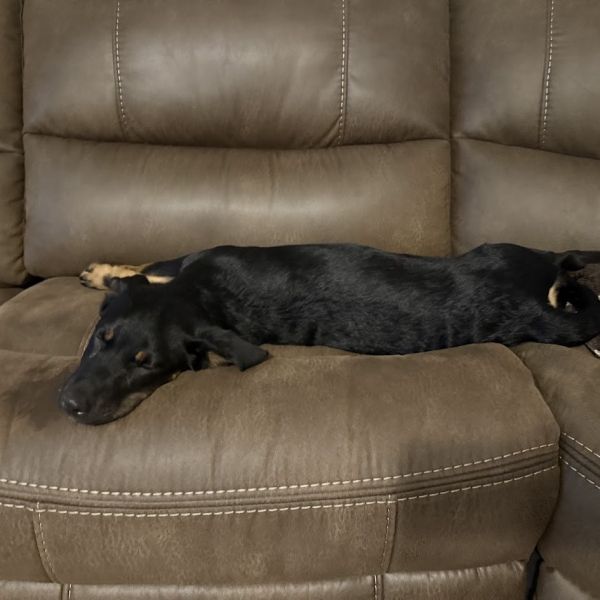 Moose thumbnail 6