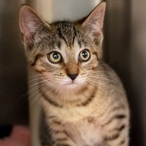 Feraline, Baby Female unknown