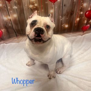 Whopper, Adult Male unknown