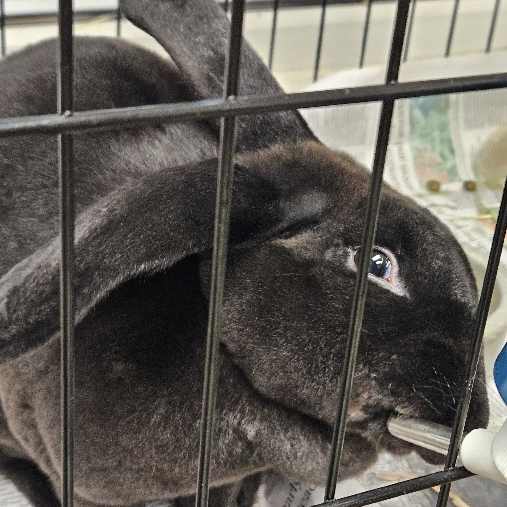 Bun Bun