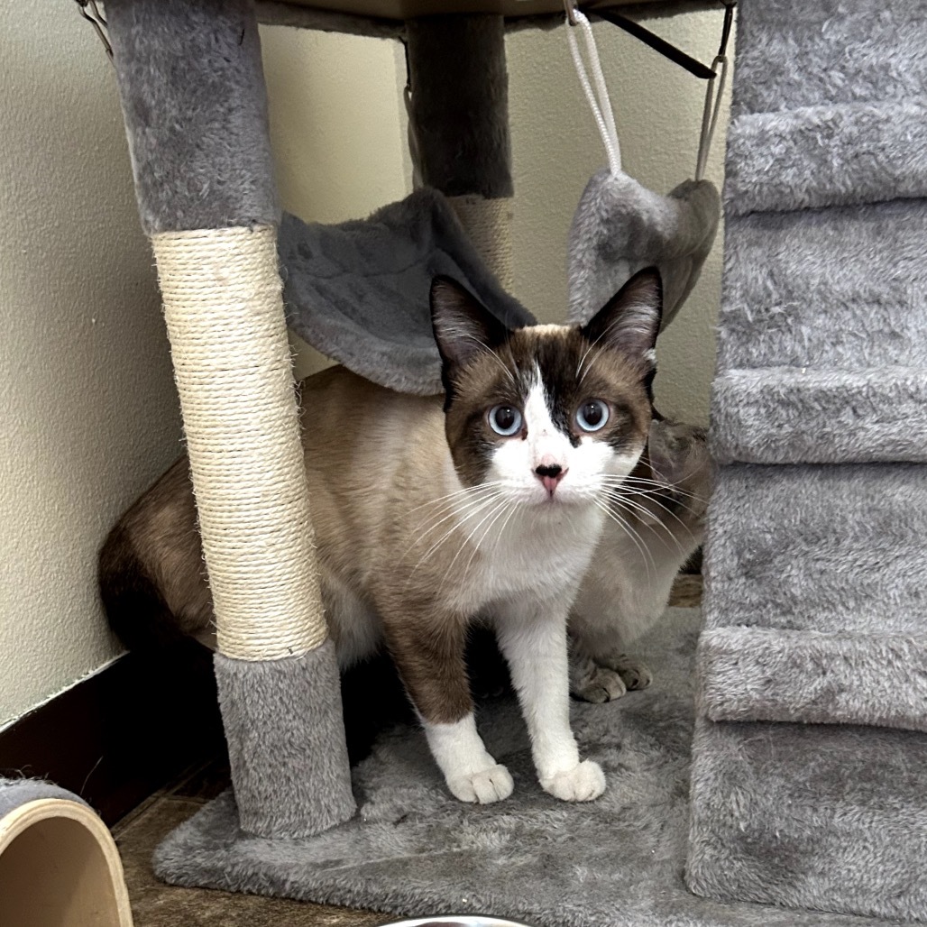 Bingley, an adoptable Siamese in Lander, WY, 82520 | Photo Image 1