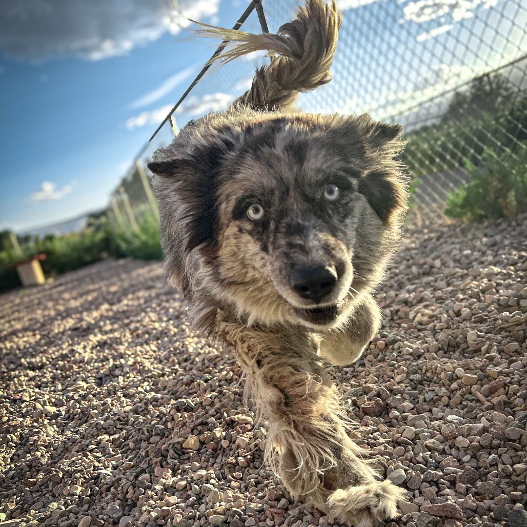 Bluey, an adoptable Australian Shepherd, Husky in Lander, WY, 82520 | Photo Image 1