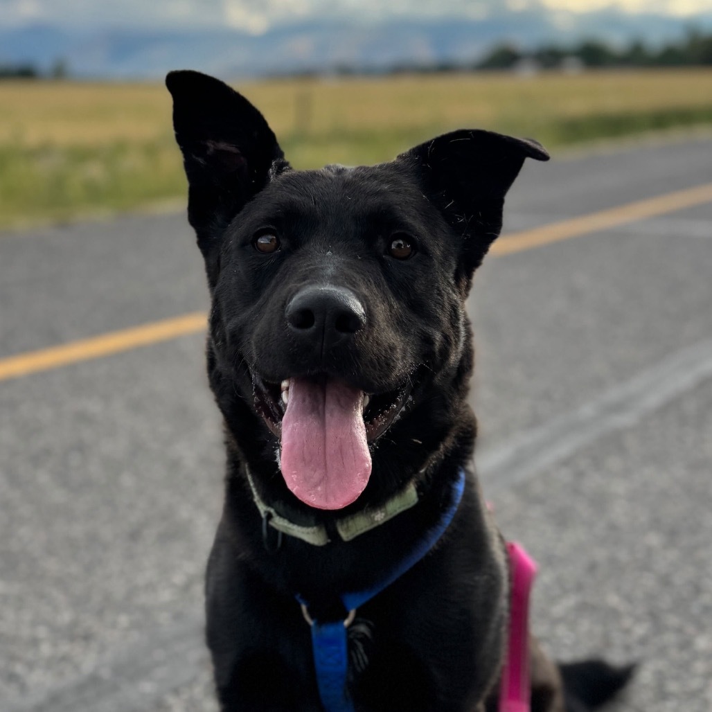 Ricky Bobby, an adoptable Black Labrador Retriever, Mixed Breed in Lander, WY, 82520 | Photo Image 1