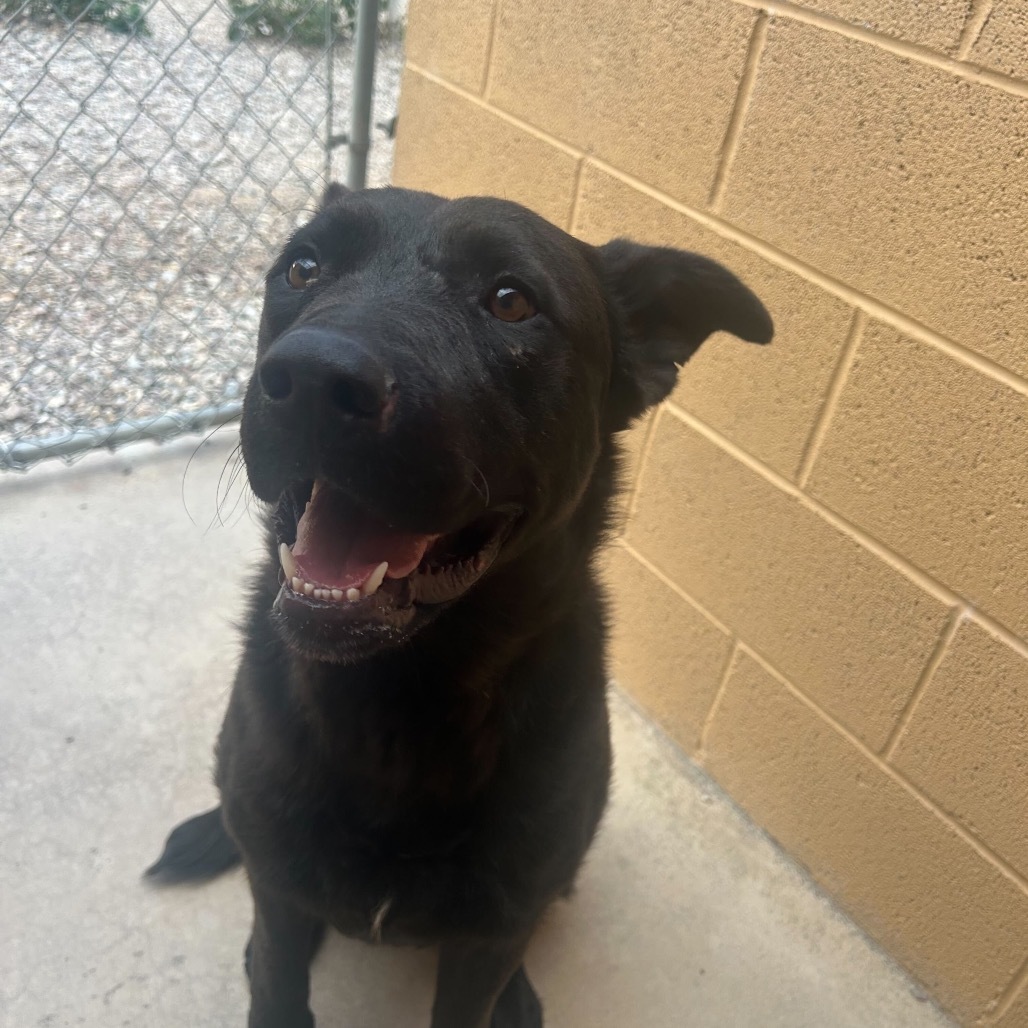 Ricky Bobby, an adoptable Black Labrador Retriever, Mixed Breed in Lander, WY, 82520 | Photo Image 1