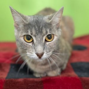 Donut, Adult Female unknown