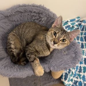 Peanut, Young Female unknown