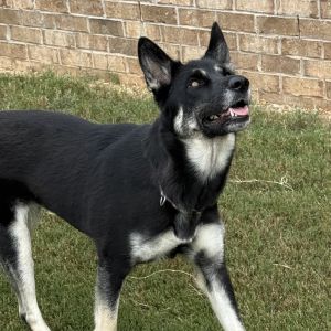 Caddie, Adult Female unknown