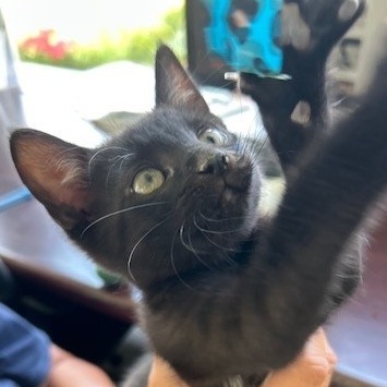 Oscar
