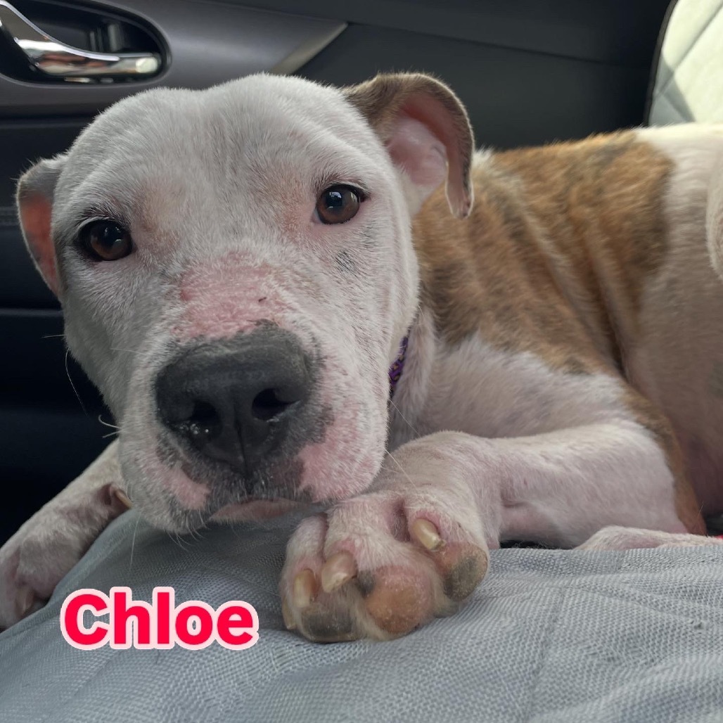 Chloe