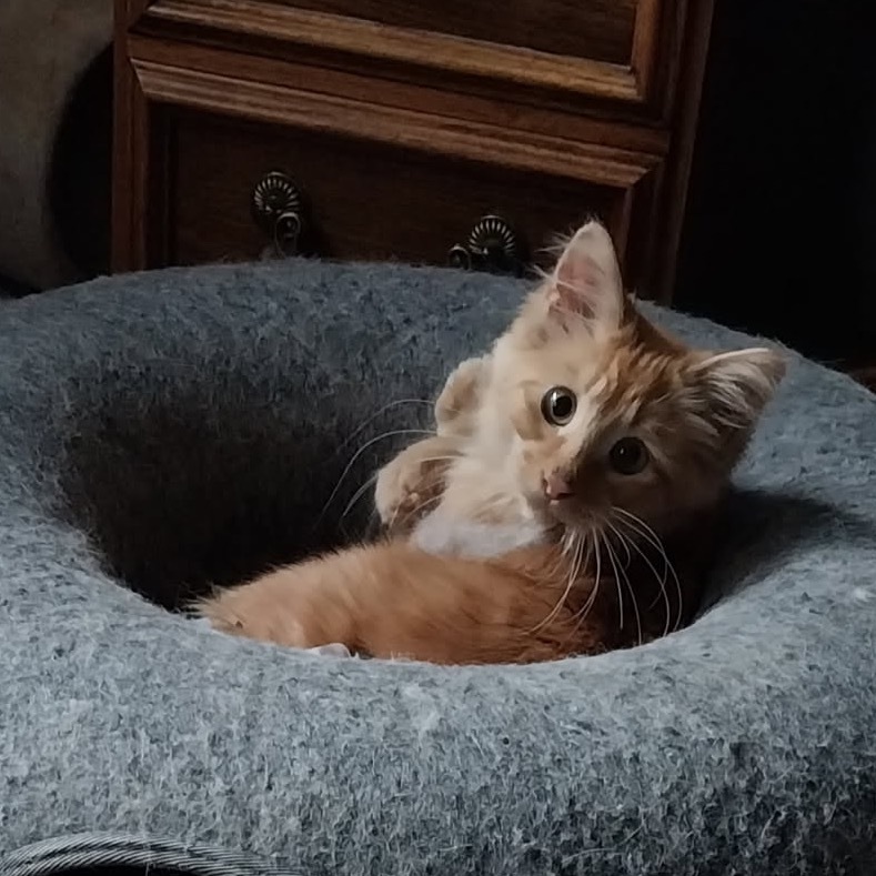 Mr Darcy, an adoptable Domestic Long Hair in Baker City, OR, 97814 | Photo Image 1