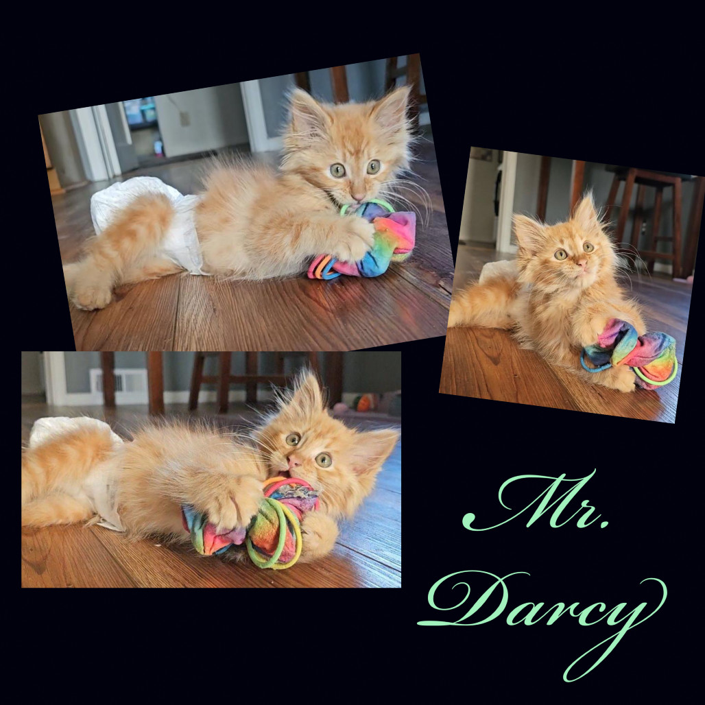 Mr Darcy, an adoptable Domestic Long Hair in Baker City, OR, 97814 | Photo Image 3