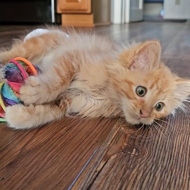 Mr Darcy, an adoptable Domestic Long Hair in Baker City, OR, 97814 | Photo Image 4