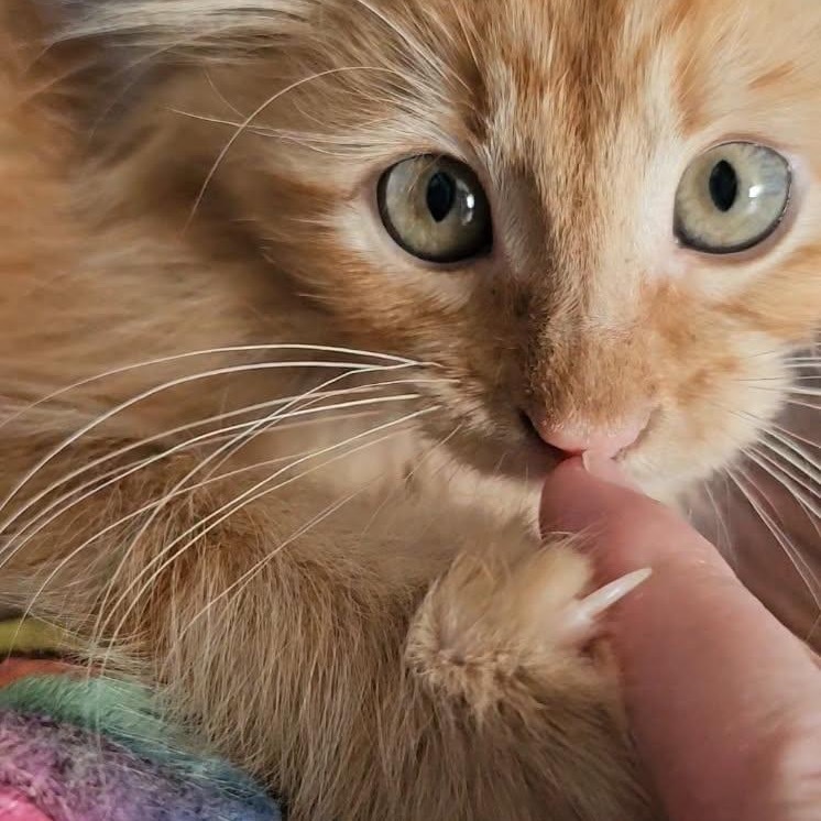 Mr Darcy, an adoptable Domestic Long Hair in Baker City, OR, 97814 | Photo Image 5