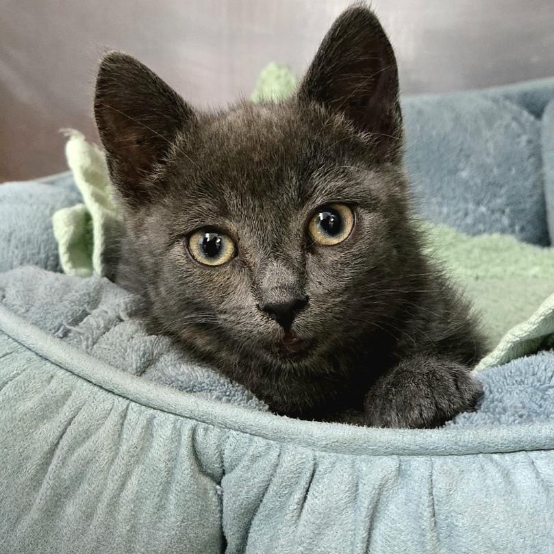 Allie, an adoptable Domestic Short Hair in Baker City, OR, 97814 | Photo Image 1