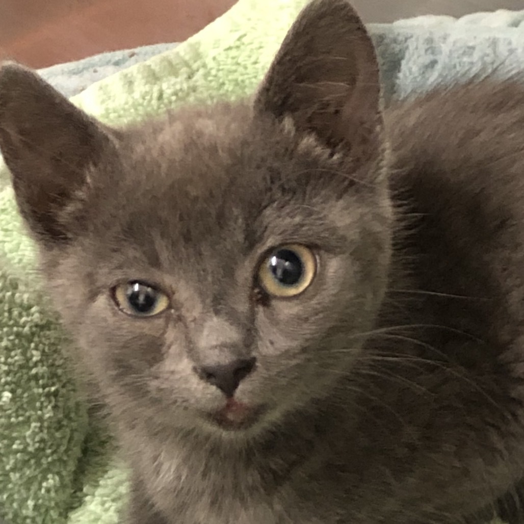 Allie, an adoptable Domestic Short Hair in Baker City, OR, 97814 | Photo Image 2