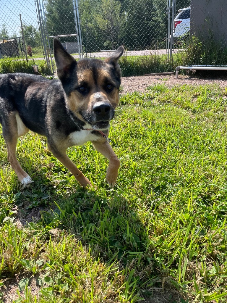 Trigger, an adoptable Shepherd, Husky in Ashland, WI, 54806 | Photo Image 2