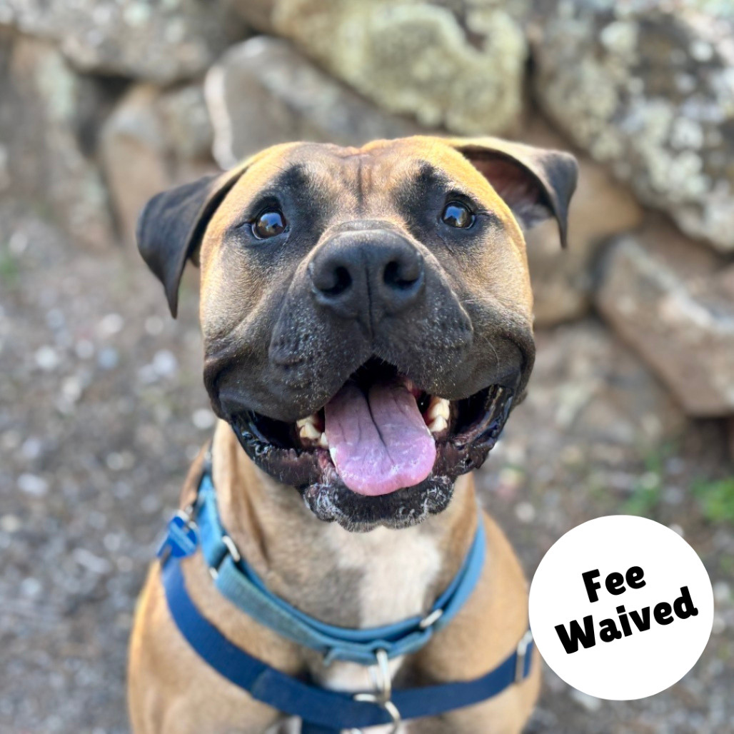Toby, an adoptable Bullmastiff, Boxer in Glenwood Springs, CO, 81601 | Photo Image 1