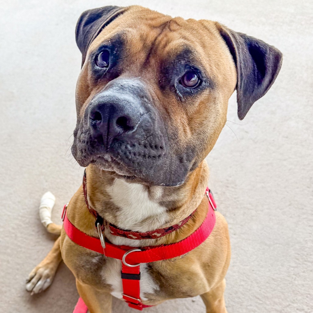 Toby, an adoptable Bullmastiff, Boxer in Glenwood Springs, CO, 81601 | Photo Image 2