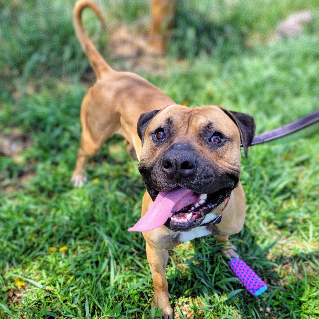 Toby, an adoptable Bullmastiff, Boxer in Glenwood Springs, CO, 81601 | Photo Image 3