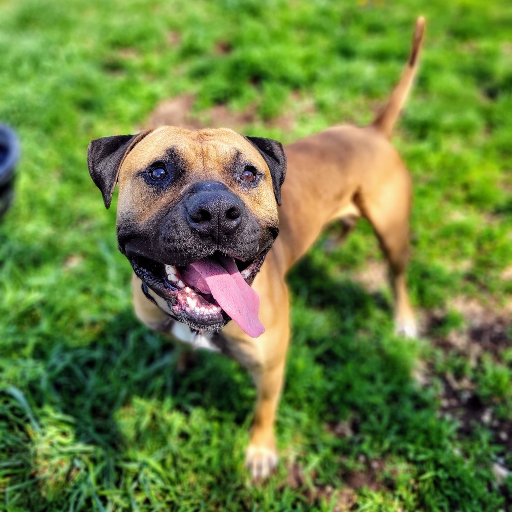 Toby, an adoptable Bullmastiff, Boxer in Glenwood Springs, CO, 81601 | Photo Image 4