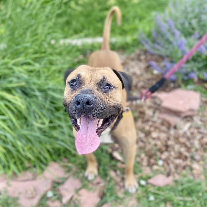 Toby, an adoptable Bullmastiff, Boxer in Glenwood Springs, CO, 81601 | Photo Image 4