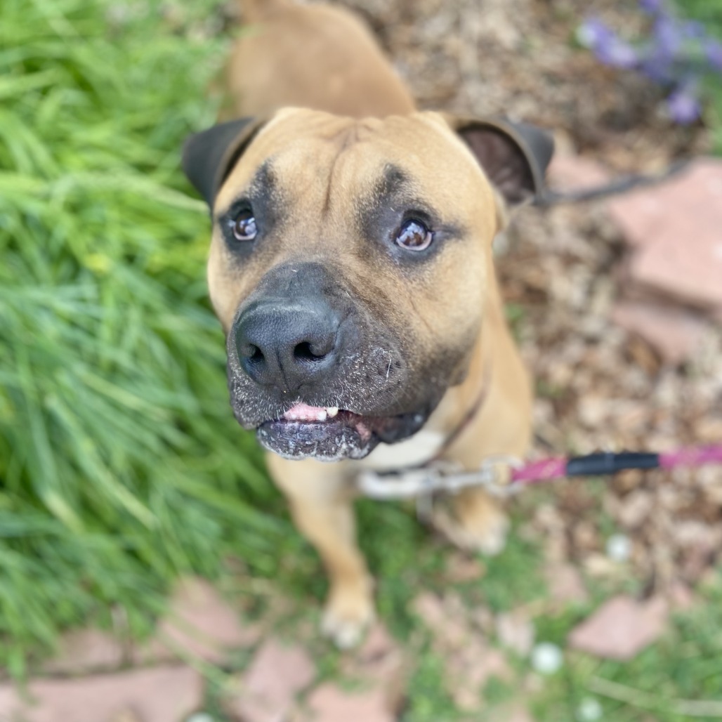Toby, an adoptable Bullmastiff, Boxer in Glenwood Springs, CO, 81601 | Photo Image 5