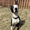 Pongo/aka Tupelo(Adoption Fee-SPONSORED!) photo 5