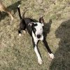 Pongo/aka Tupelo(Adoption Fee-SPONSORED!) photo 6